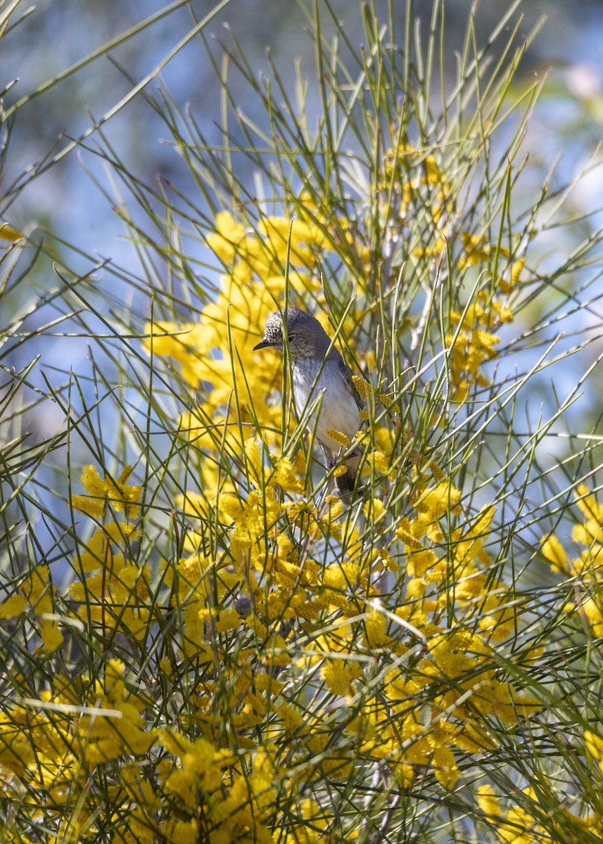 Inland Thornbill - ML413332341