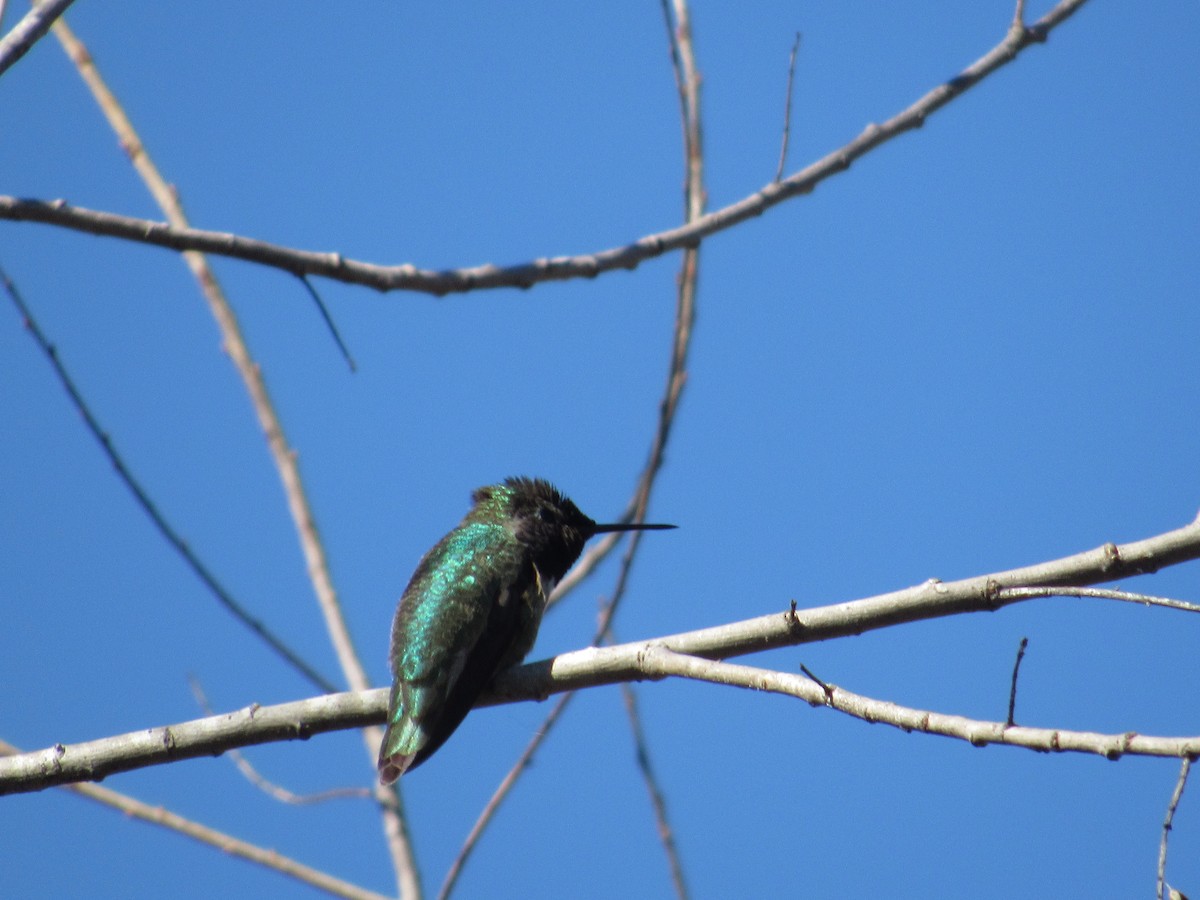 Anna's Hummingbird - ML413332851