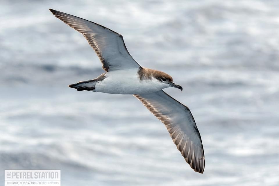 Buller's Shearwater - ML413334821