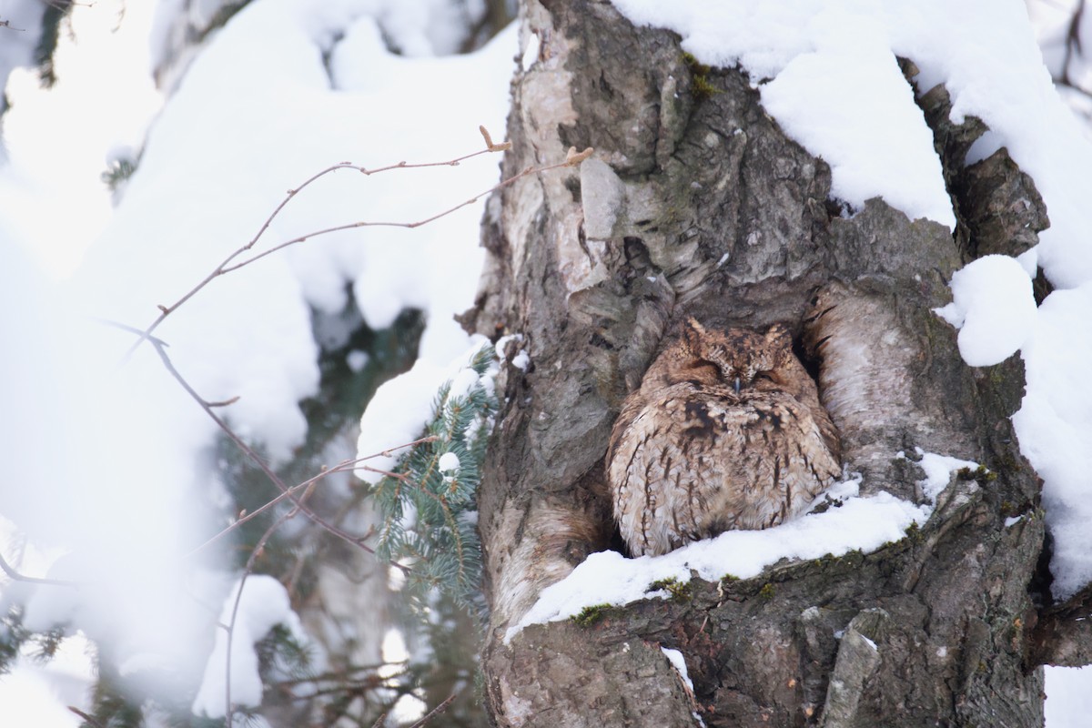 Western Screech-Owl - ML413336741