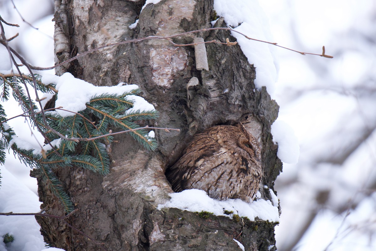 Western Screech-Owl - ML413336841