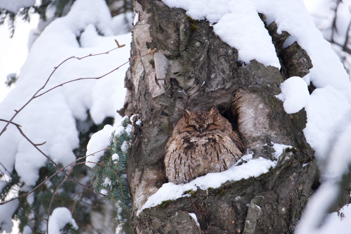 Western Screech-Owl - ML413336861