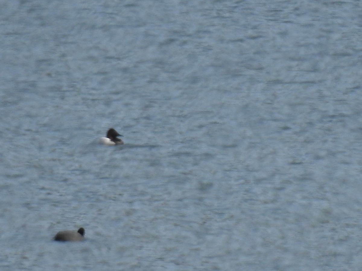 Canvasback - ML413337201