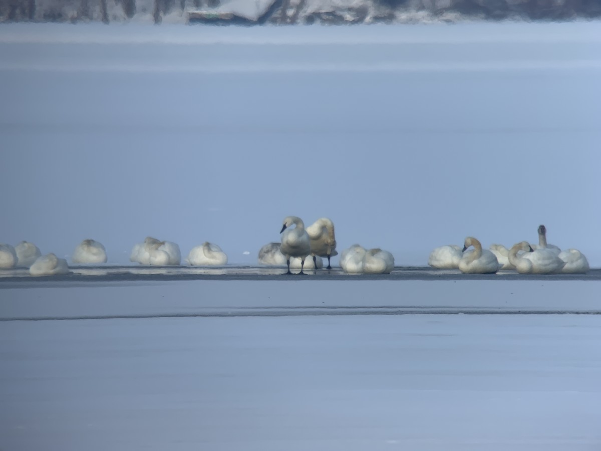Tundra Swan - John Kuenzli