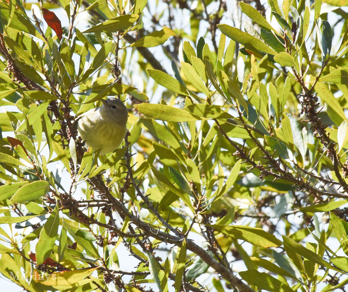 Orange-crowned Warbler - ML413340661