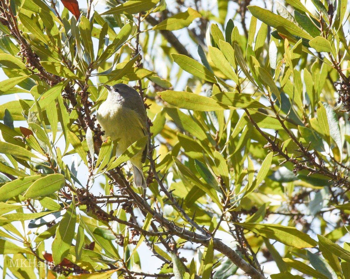 Orange-crowned Warbler - ML413341091