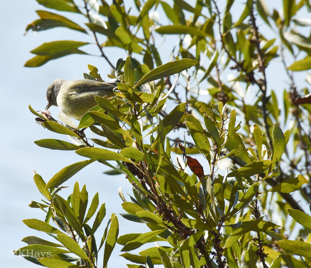 Orange-crowned Warbler - ML413341351