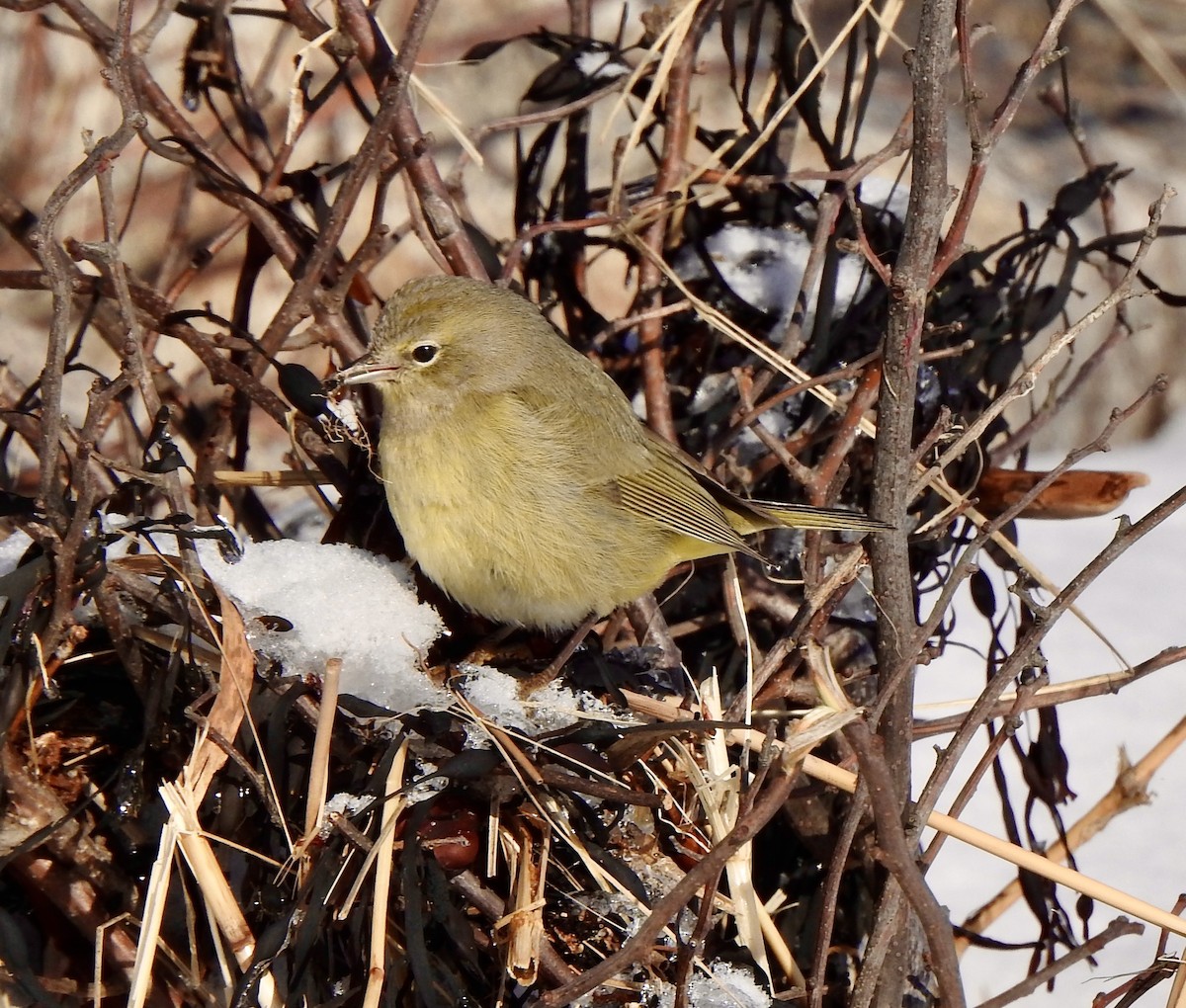 Orange-crowned Warbler - Susan Hedman