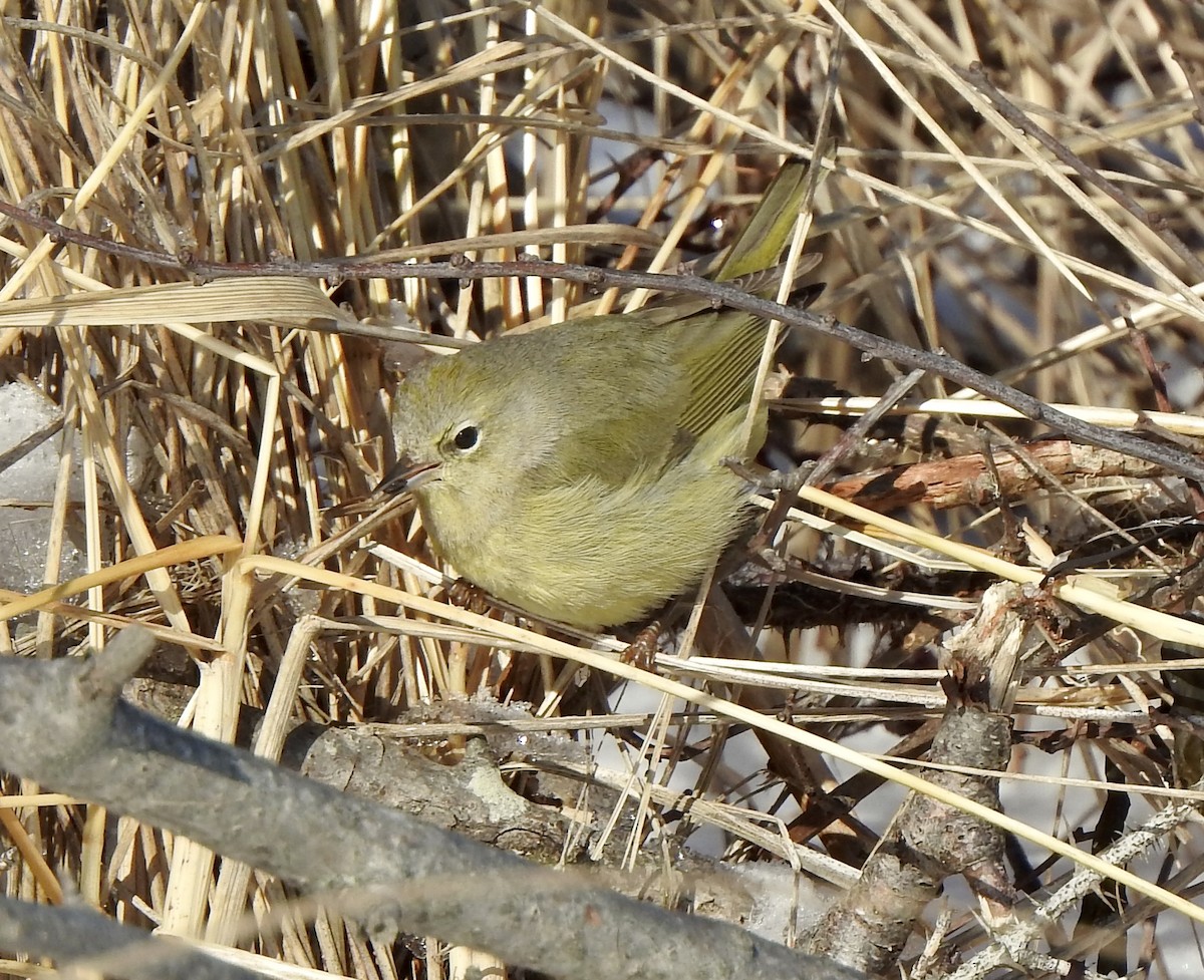 Orange-crowned Warbler - Susan Hedman