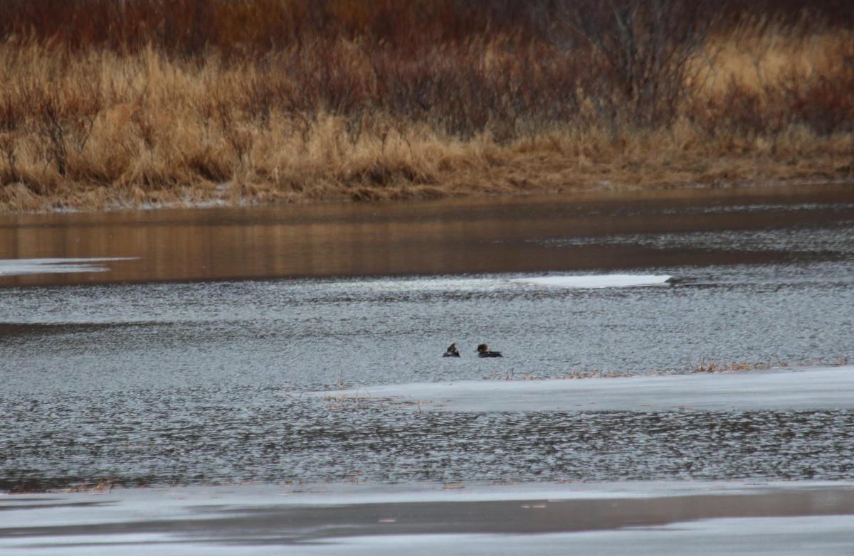 Hooded Merganser - ML413347231