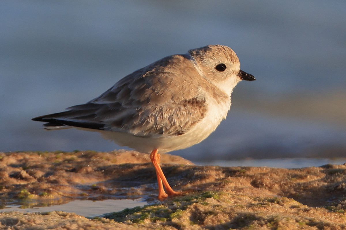 Piping Plover - ML413347491