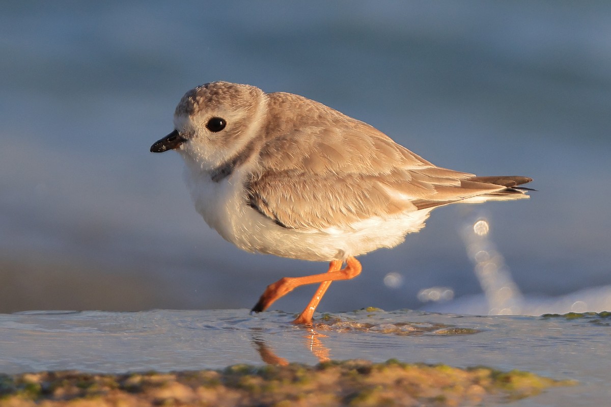 Piping Plover - ML413347521