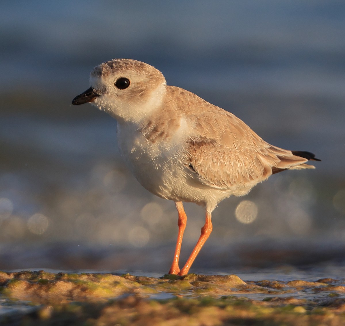 Piping Plover - ML413347531