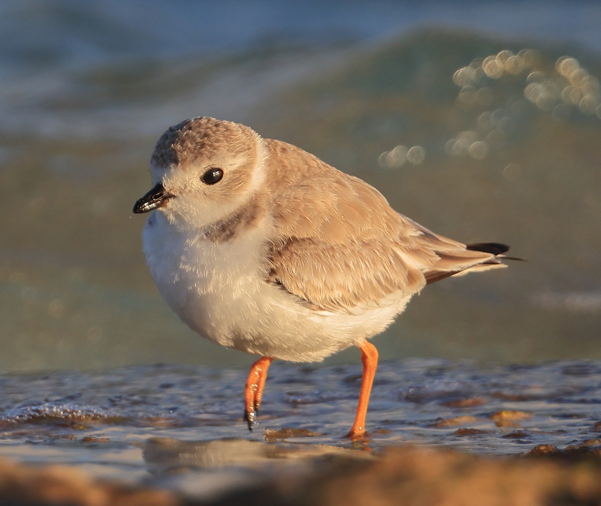 Piping Plover - ML413347541