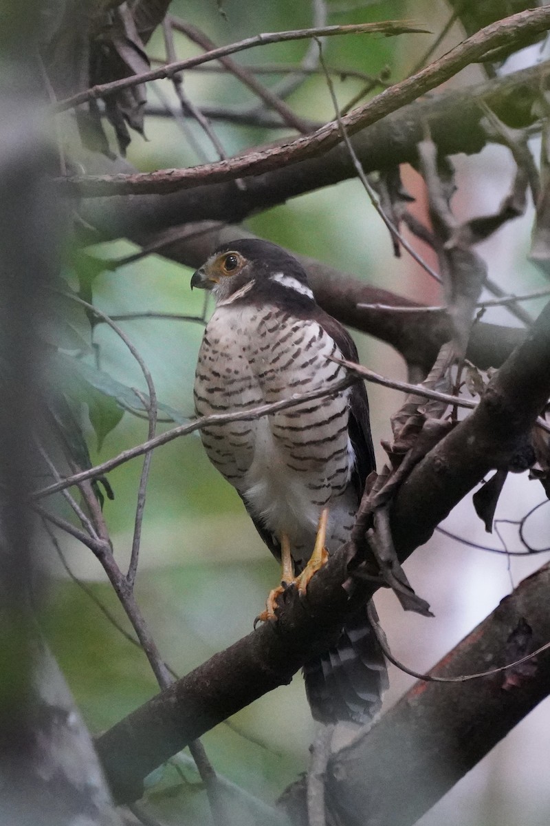 Barred Forest-Falcon - ML413348661