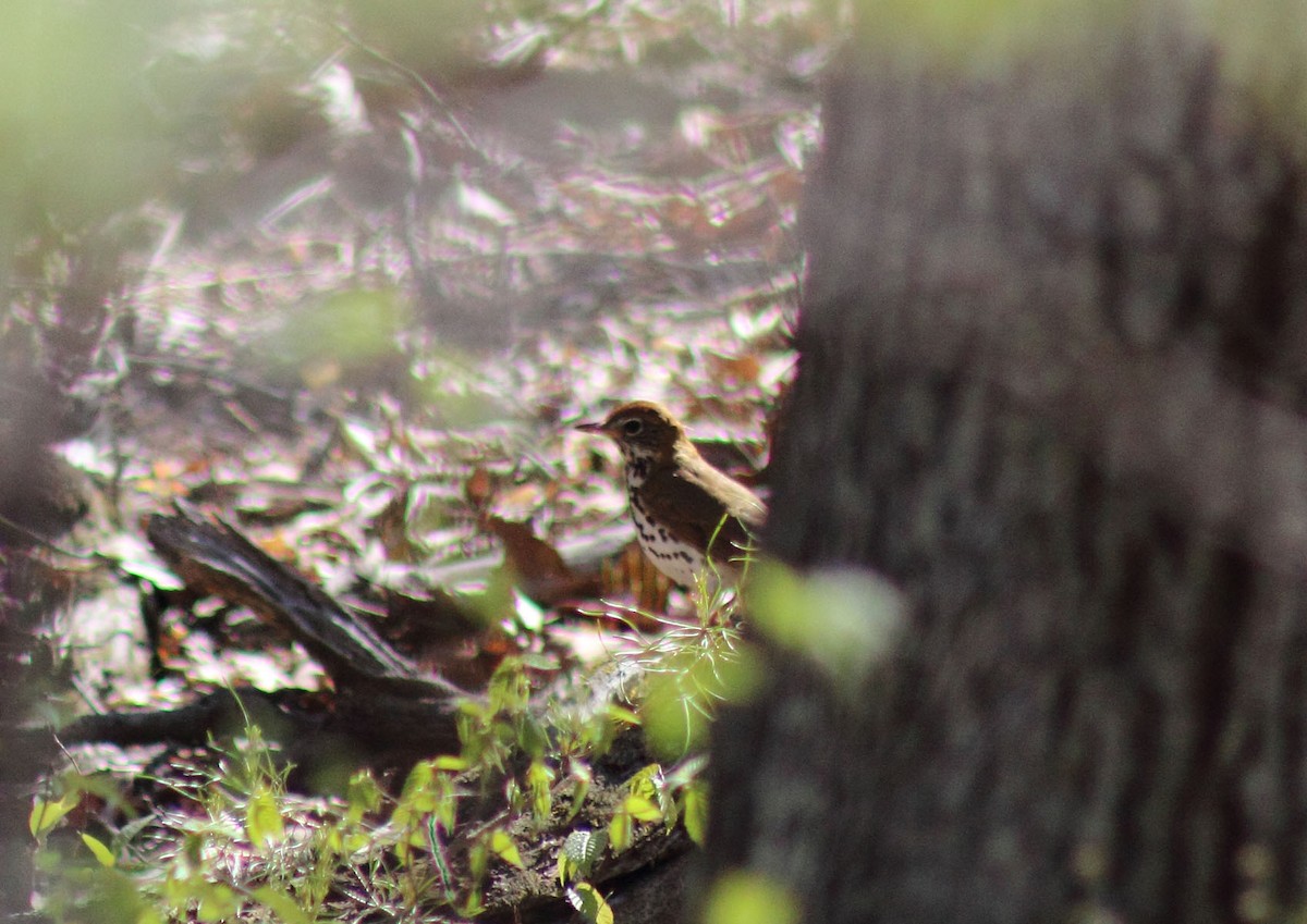 Wood Thrush - ML413350661