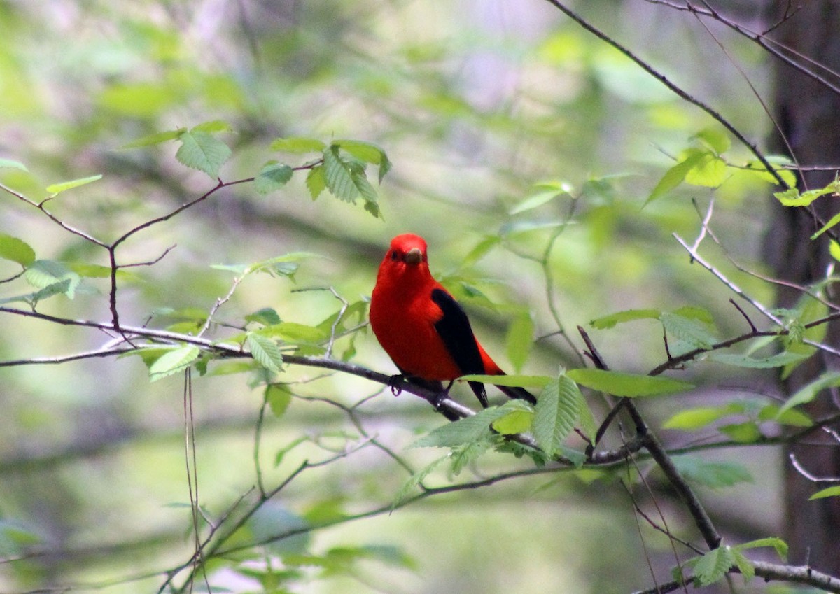 Scarlet Tanager - ML413350781