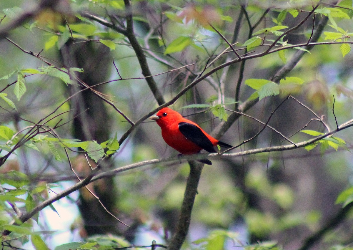 Scarlet Tanager - ML413350791