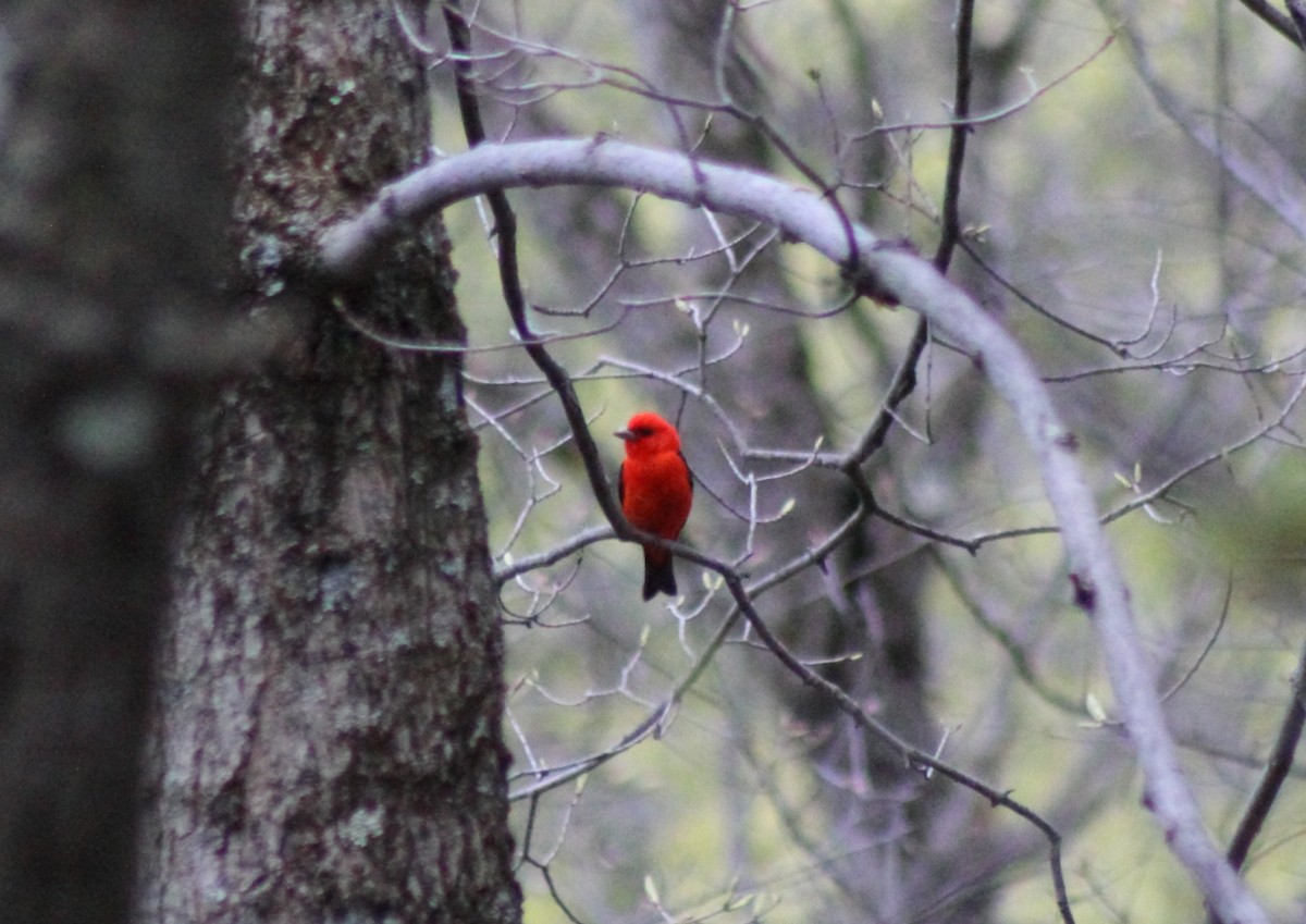 Scarlet Tanager - ML413350831