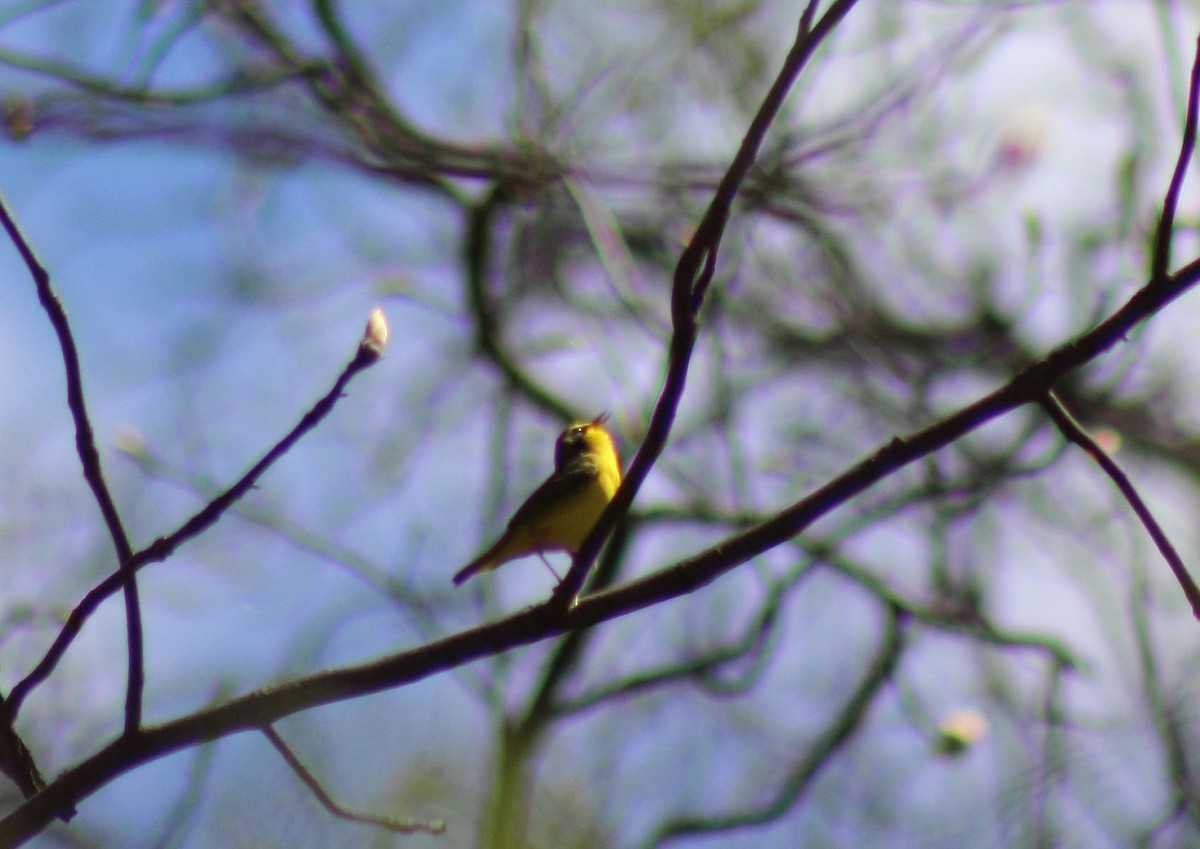 Kentucky Warbler - ML413351021
