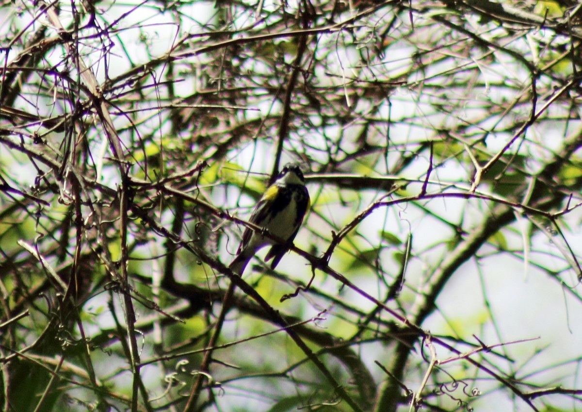 Yellow-rumped Warbler - ML413351031