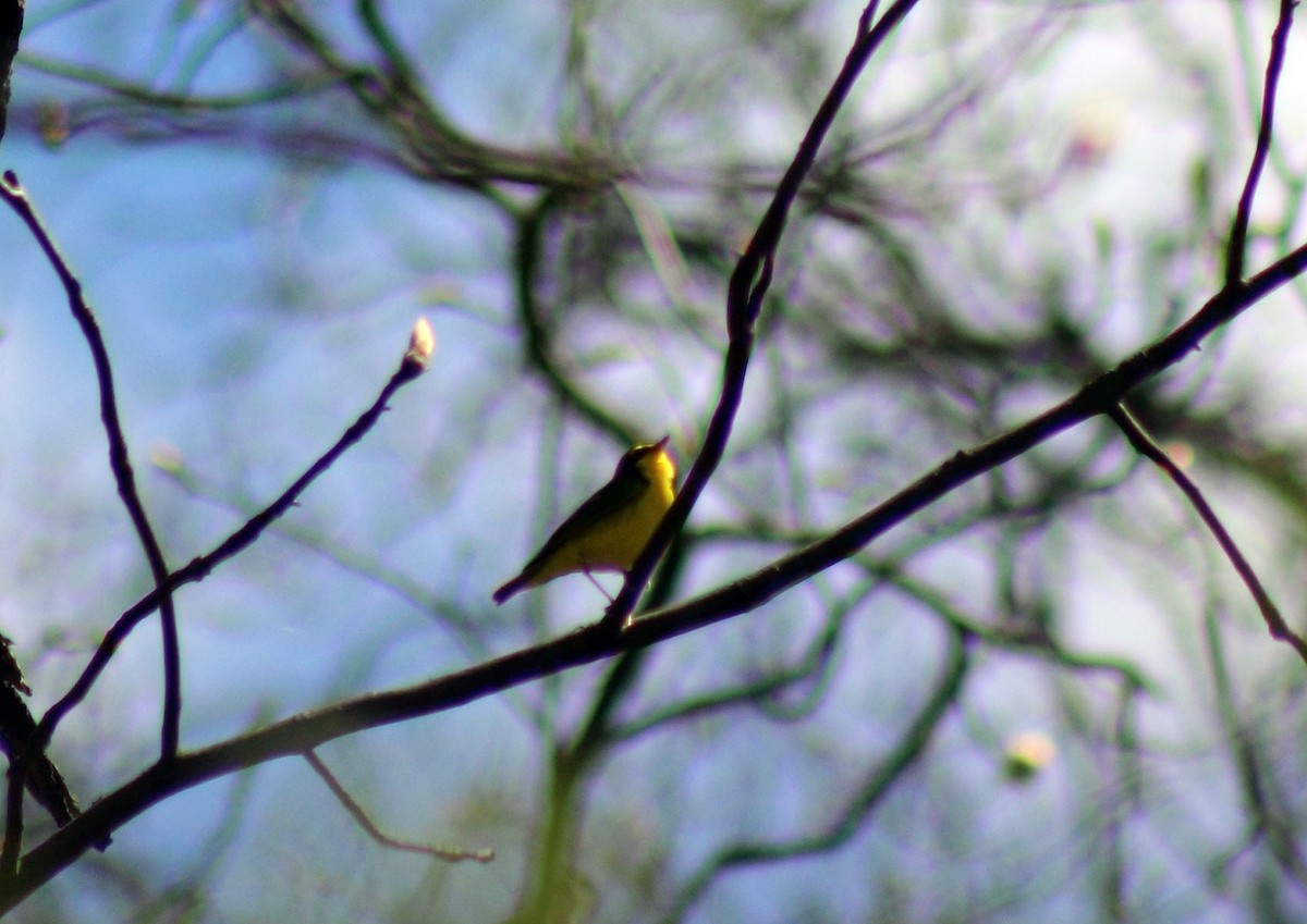 Kentucky Warbler - ML413351091
