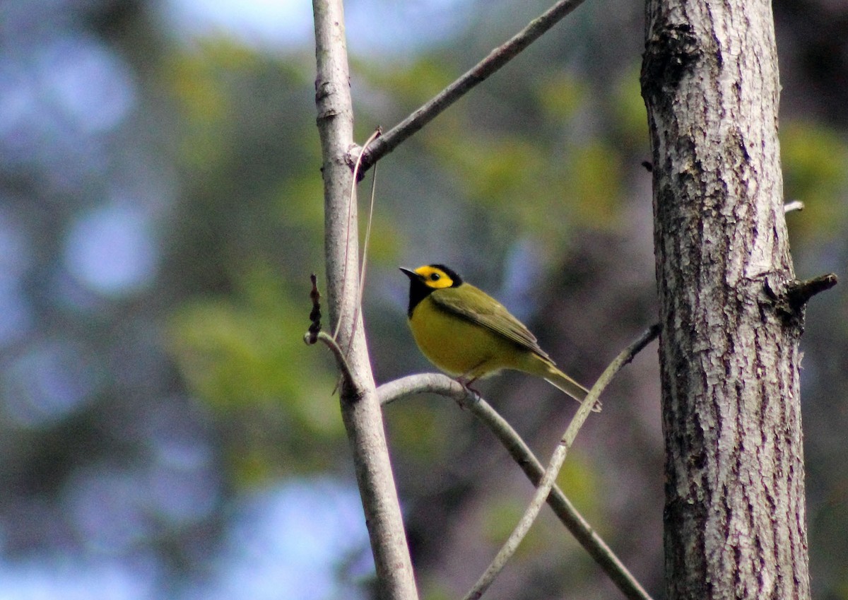 Hooded Warbler - ML413351101