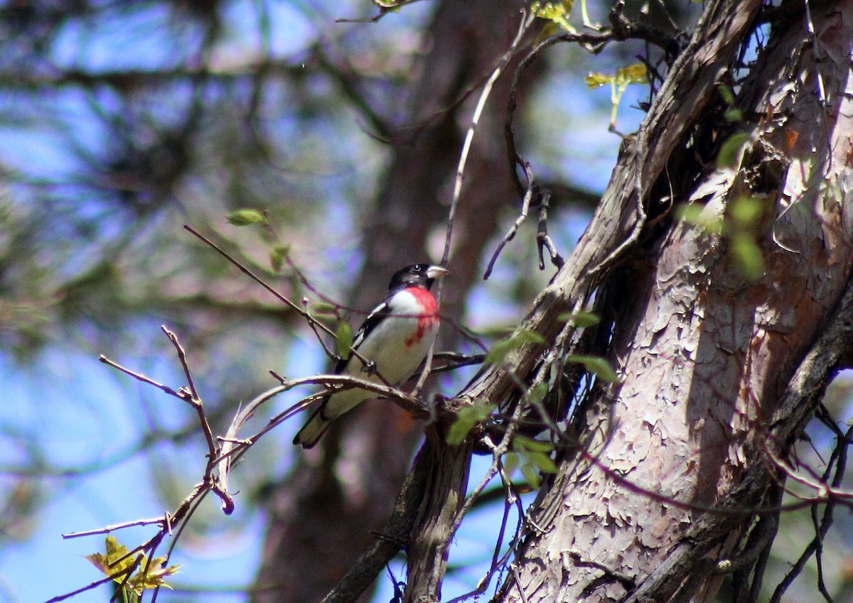 Rose-breasted Grosbeak - ML413351181