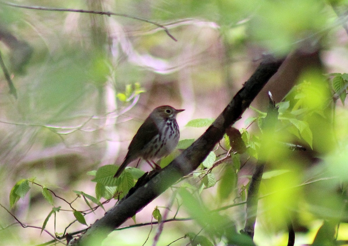 Ovenbird - ML413351411