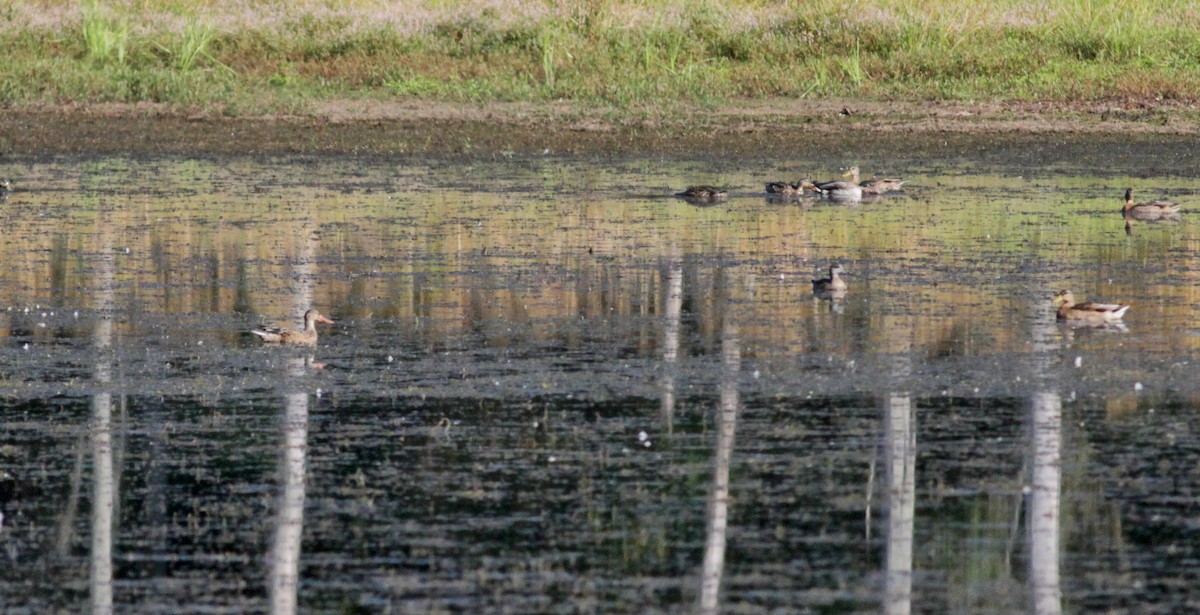 Northern Shoveler - ML41335151