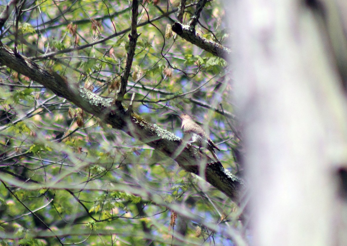 Northern Flicker (Yellow-shafted) - ML413351651