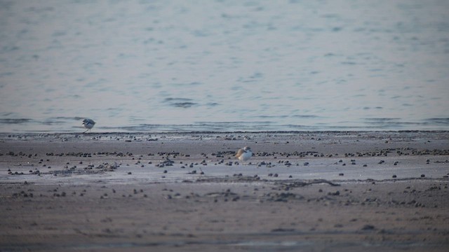 Snowy Plover - ML413353691