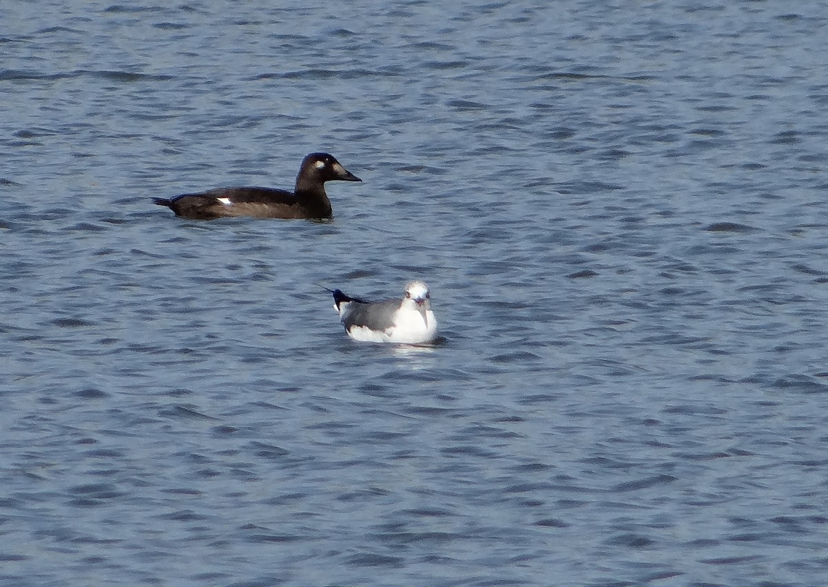 White-winged Scoter - ML41335381