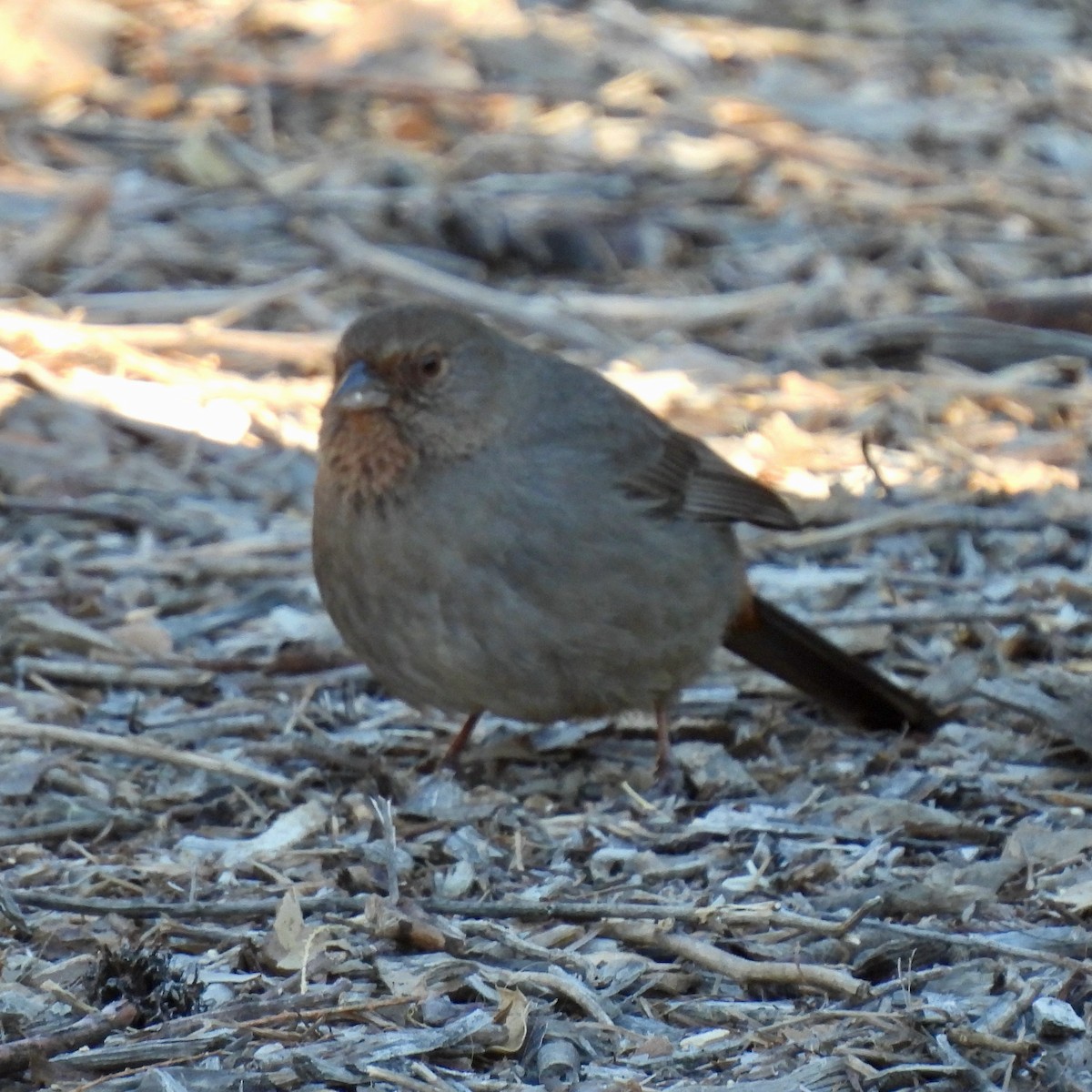 California Towhee - ML413353821
