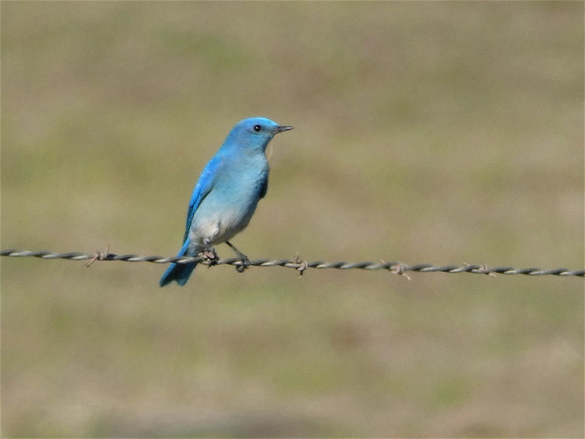 Mountain Bluebird - ML413354071