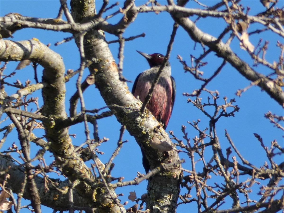 Lewis's Woodpecker - Garry Hayes