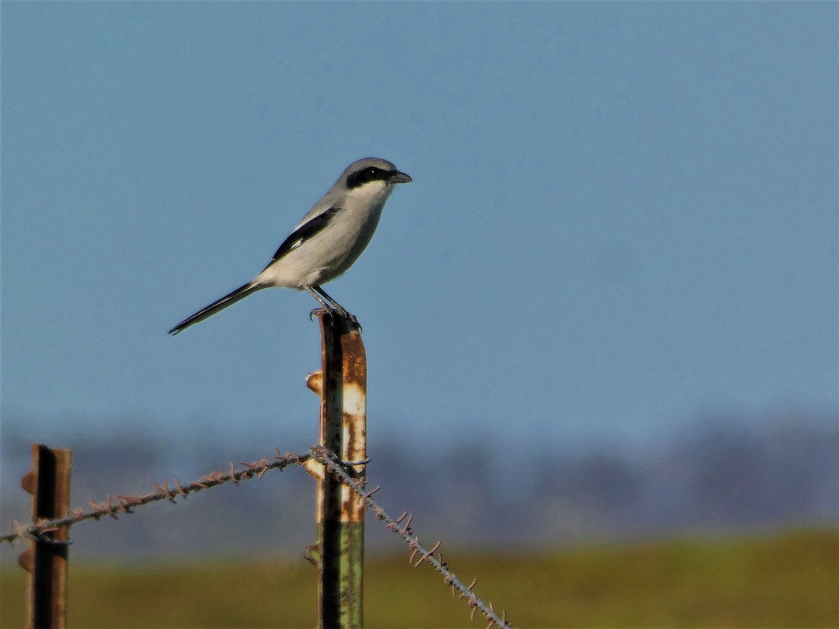 Loggerhead Shrike - ML413354421