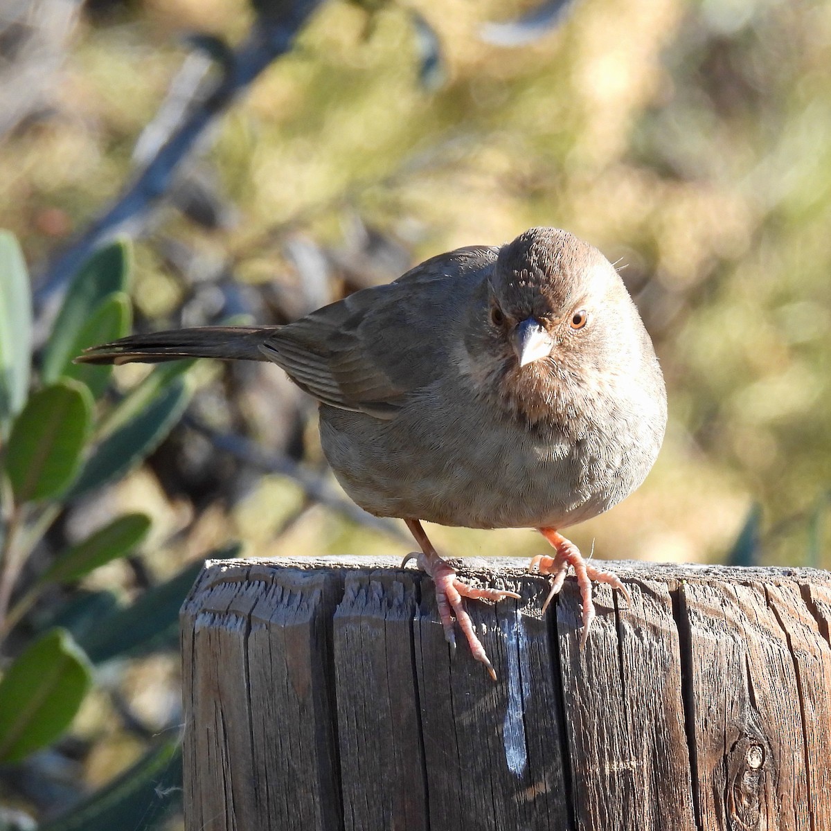 California Towhee - ML413354711