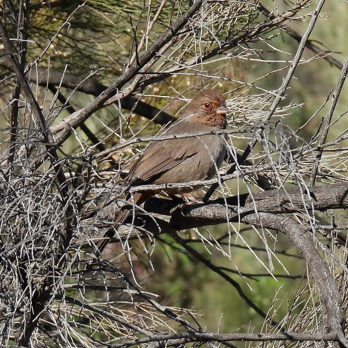 California Towhee - ML413355361