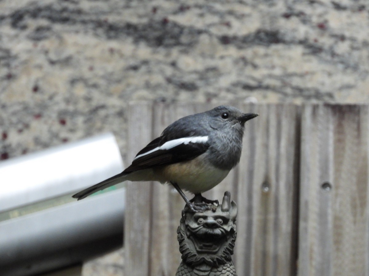 Oriental Magpie-Robin - ML413355821