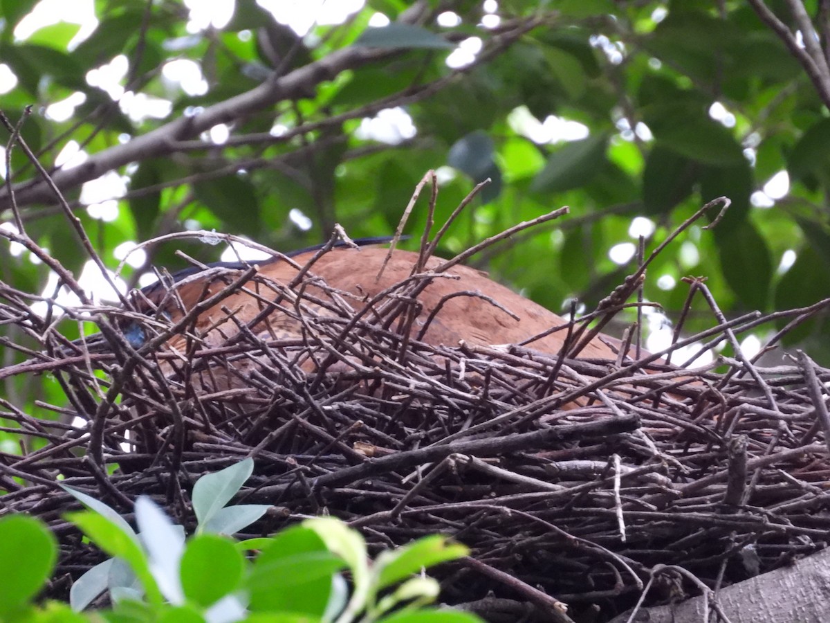 Malayan Night Heron - ML413355951