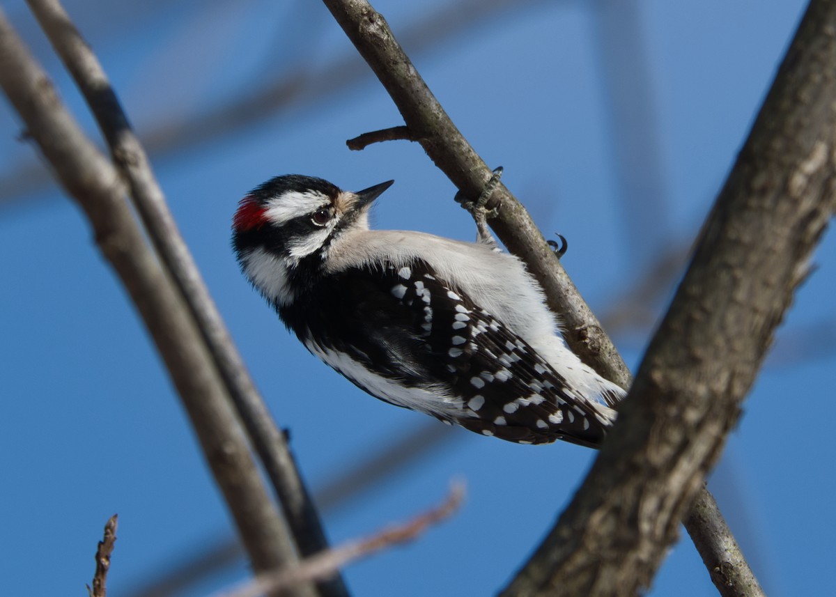 Downy Woodpecker - ML413356581