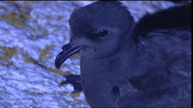 Leach's Storm-Petrel - ML413357