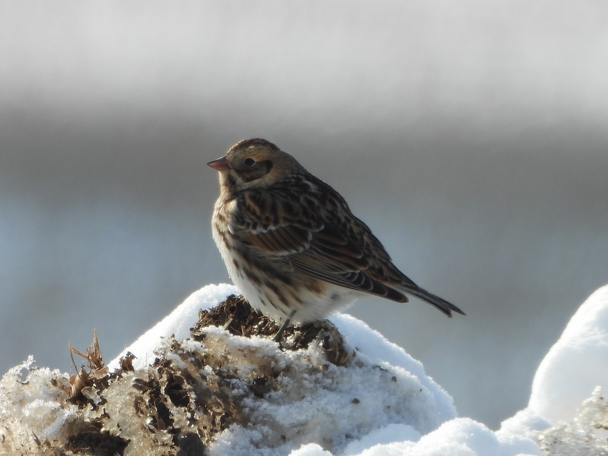 Lapland Longspur - ML413357061