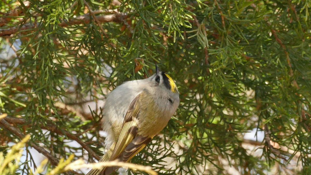 Golden-crowned Kinglet - ML413357471