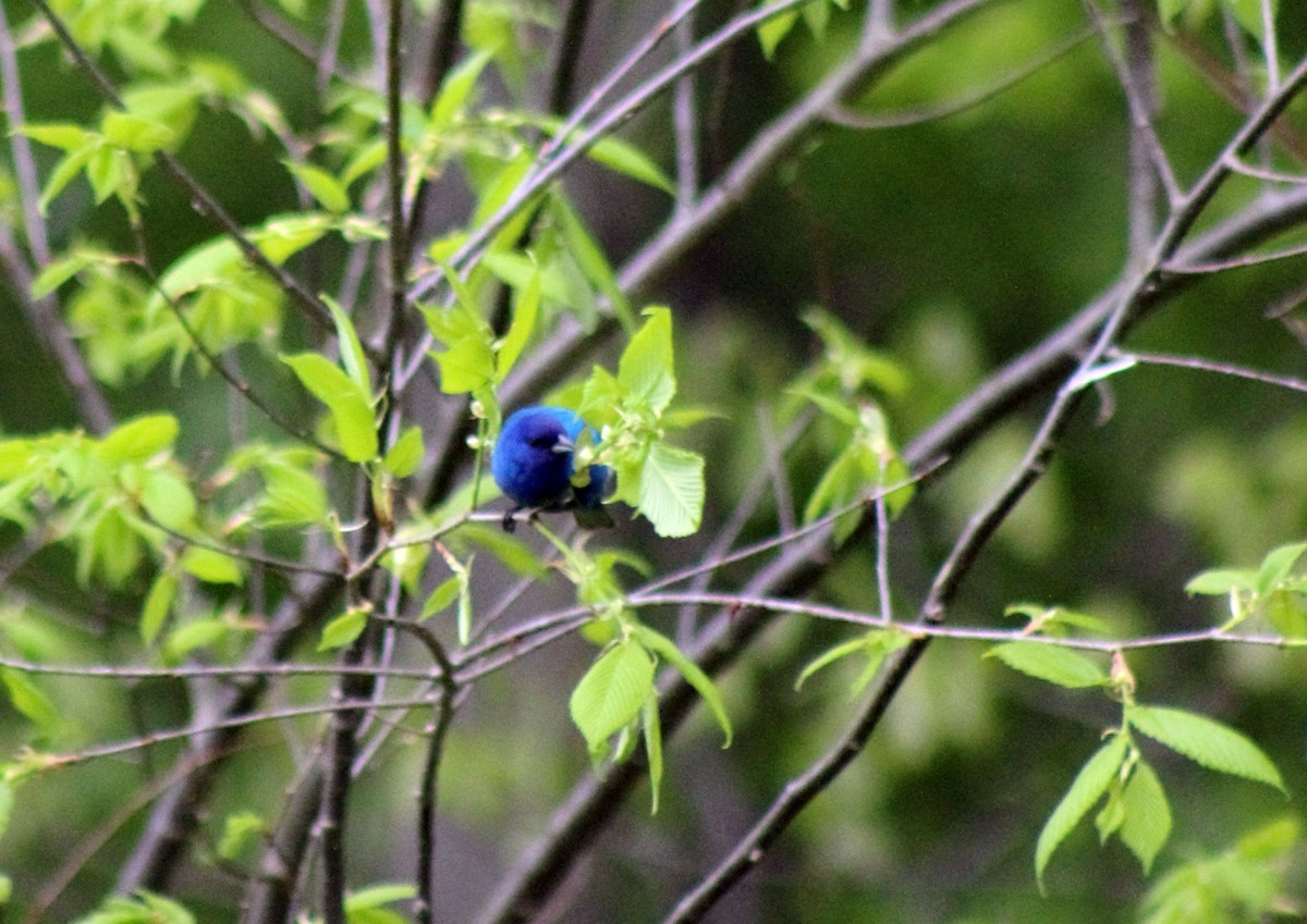 Indigo Bunting - ML413359291