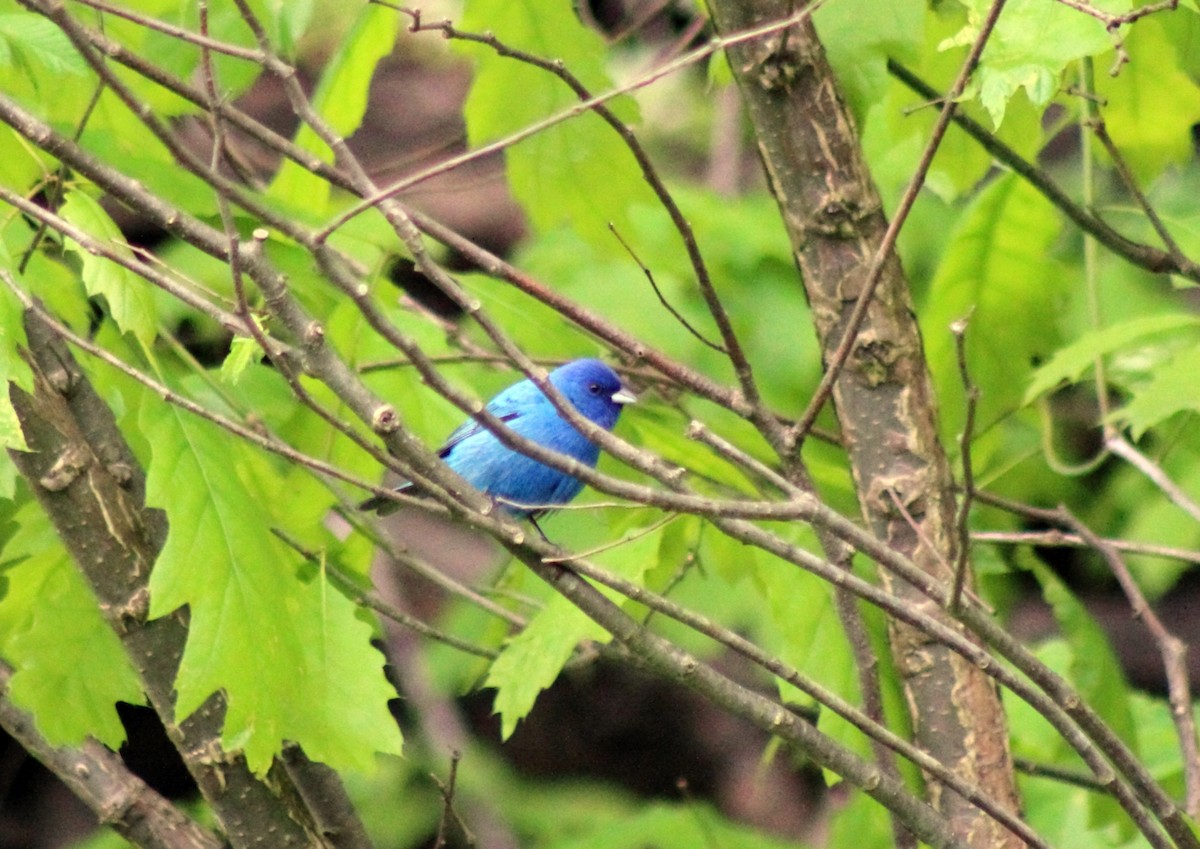 Indigo Bunting - ML413359301