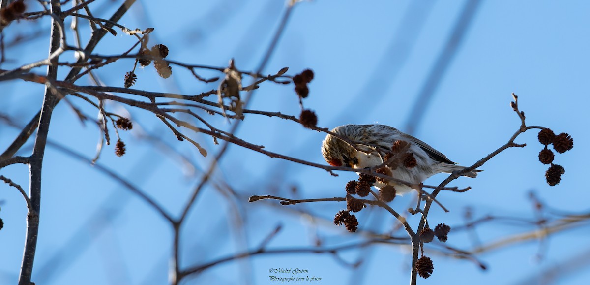 Common Redpoll - ML413360041