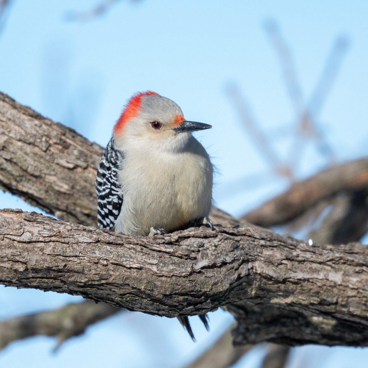 Red-bellied Woodpecker - Graham Deese
