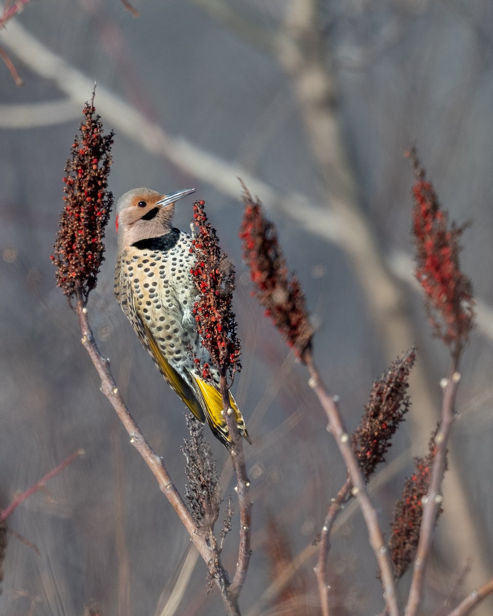 Northern Flicker - ML413360281